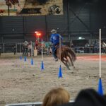 Wild West Horses